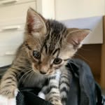 Andy Casey - @andyc_thebengalmix - Instagram