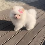 Andy Clark - @pomeranian_paw - Instagram