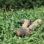 Andy Clifford - @cimarronvalleyfarm - Instagram