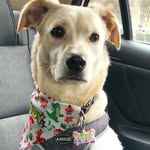 Andy clifford🐾 - @andy_clifford1 - Instagram