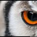 Andy WiseOwl Cordell - Facebook