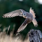 Andy Cousins - @cousins1764 - Instagram