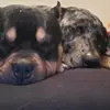 Andy Dahl - @andy.tot.yager31 - TikTok
