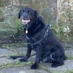 Andy Deane - @thebumbledogsdad - Instagram