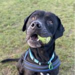 Andy Deane - @thebestberniedog - Instagram