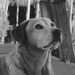 Andy Doherty - @andydartydog - Instagram