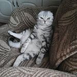 I'm Andy! Меня зовут Энди! - @andy_fidler_cat - Instagram