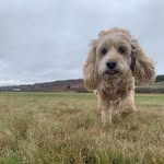 Andrew Flannery - @andrew.flannery06 - Instagram