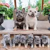 Andy Goldman - @bulldogpuppies20 - TikTok
