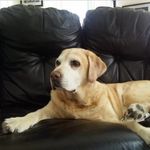 Andy Gosling - @gooseandy - Instagram