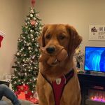 Andy Goss - @andy_thegolden - Instagram
