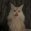 andy.grass - @andy.grass - TikTok