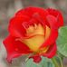 Andy Grippo - Facebook