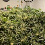 @grow_andy_grow - Instagram