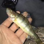 Andy & Hunter Gustafson - @gustafson_fishing_outdoors - Instagram