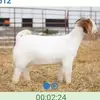 andyheckman282 - @andyheckman282 - TikTok