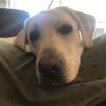 Andy Herzog - @andiyherzog - Instagram