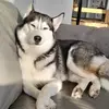 Andy Herzog - @andy.herzog4 - TikTok