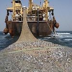 Andy Hook - @stopoverfishingg - Instagram