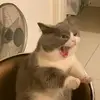 andy_maca_ - @andy.horan1510 - TikTok