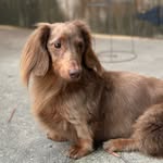 Andy Joslin - @andyjthedachshund - Instagram
