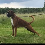 Andy Kohl - @andykohlboxer - Instagram