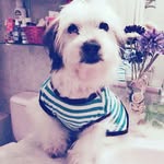 Andy Lukas - @pichus_perritos - Instagram