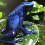 Andy Mackay - @andys_arrow_frogs - Instagram
