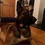 Andy Mackay - @andy_bluedog - Instagram
