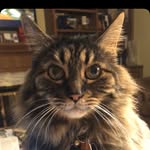 Max Andy Mayfield - @max.mayfield_cat - Instagram