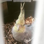 Andy McNulty - @andy_the_cockatiel_ - Instagram