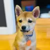 Apple User825535 - @andy_milo2020 - TikTok