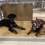 Andy & Moose 🐕‍🦺🦮🦴 - @andy_and_moose_on_the_loose - Instagram