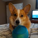 Toby, Andy, and Moose the Pug - @a_corgi_named_toby - Instagram
