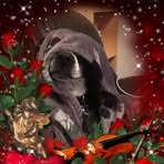 Andrew Mulligan - Facebook