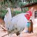 Andy Narido - Facebook
