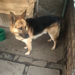 @andy_nemecky_ovcak - Instagram