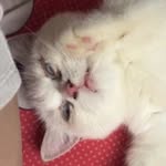 Andy Ngo - @andy.ngo_ - Instagram