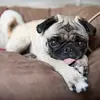 I love dogs - @andynield1 - TikTok