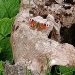 Andy Parkin - @andypwildgardens - Instagram