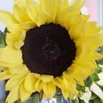 Andy Patti Jones - @patti.jones67 - Instagram