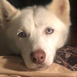 Andy Pryor - @sashasaves - Instagram