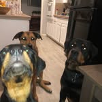 Andy, Tytus, & Remy - @thefurrytrio._ - Instagram