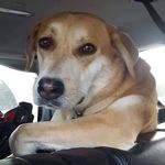 Tommy - @lil_andy_trippy - Instagram