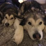 Andy Rowley - @andyrowley76 - Instagram
