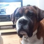 Andy Schofield - @andyschofield.designandbuild - Instagram