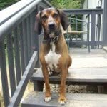 Andy Shannon - @hounddog18 - Instagram