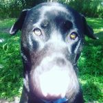 Andy Smallwood - @suhh.dogg - Instagram