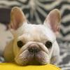 andy.smart.dog - @andy.smart.dog - TikTok
