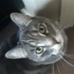 Andy The Blue Tabby - @andythetabby - Instagram
